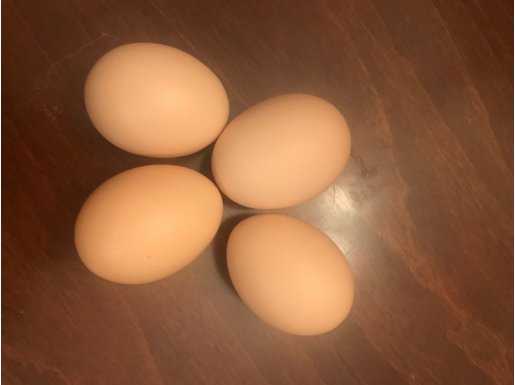 Garanti Döllü Kuluçkalık (Karışık Cins) Tavuk Yumurtası