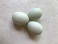 %100 Kuluçkalık Mavi/Yeşil Tavuk Yumurtası