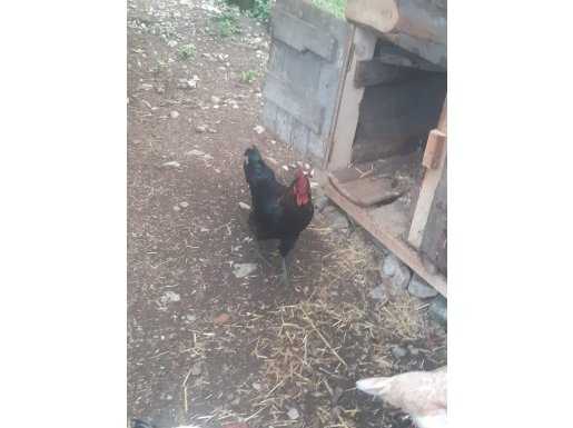 6 AYLIK ORGANİK KÖY HOROZU(PAZARLIK OLUR)
