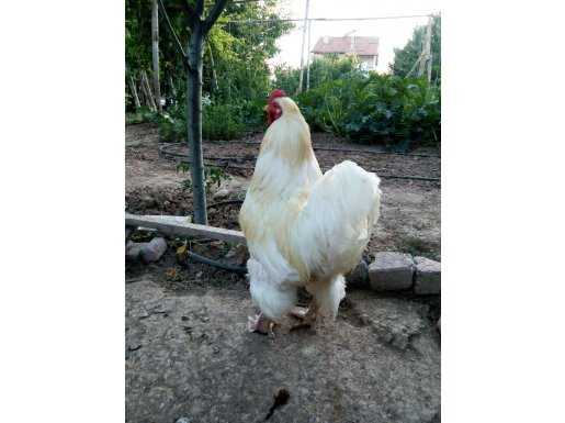 BRAHMA HOROZ