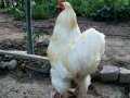 BRAHMA HOROZ