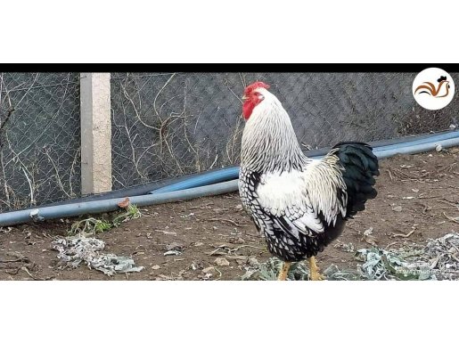 SULTAN , MAVİCİ , WYANDOTTE , BRAKEL , BRAHMA CİVCİV