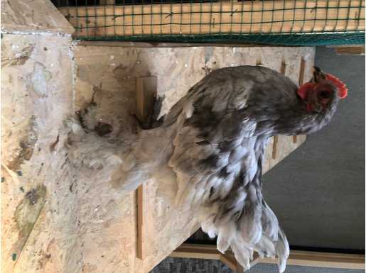 2,5 aylık ferikler hepsi Horoz 