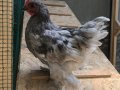 2,5 aylık ferikler hepsi Horoz 