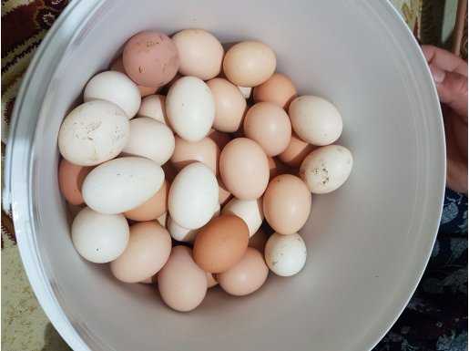 Organik taze yumurta ve kukuckalik yumurta bulunur