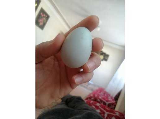 Mavi yumurta 