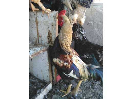 Psikopat horoz