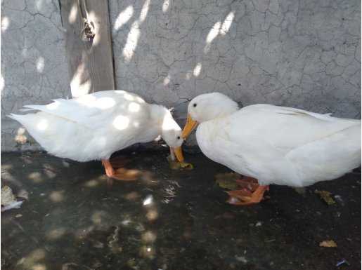 2 çift Pekin ördeği hiç bir sağlık sorunu yoktur