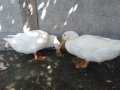 2 çift Pekin ördeği hiç bir sağlık sorunu yoktur