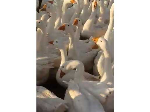3000 Adet 10 Aylık Linda cinsi Kaz