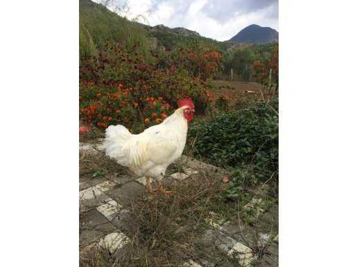 Kesmeye kıyamadığımız, yerli ırk