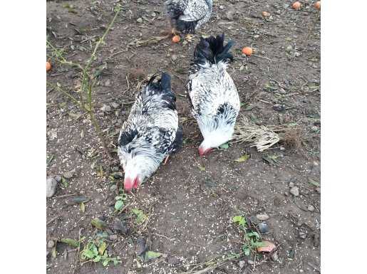 Damızlık Australorp, Ameraucana ve Silver Wyandotte Horoz