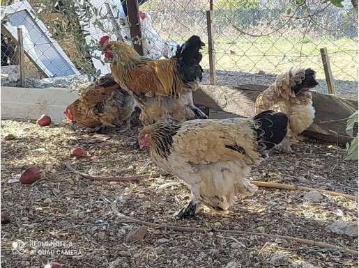 Adana Orijinal Dev Brahma Cinsi Tavuk 