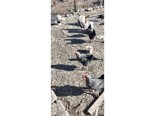 Karabük 10 tane satılık çil köy horozu civcivden besleme