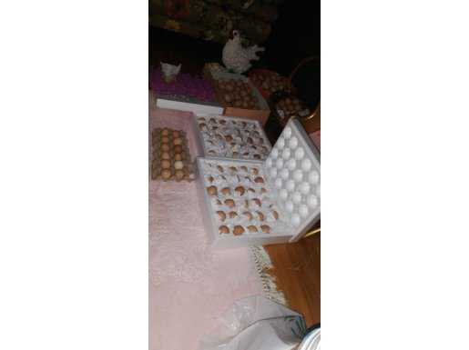 Kuluçkalık ataks yumurtası (döllü) 