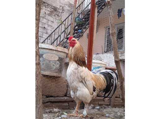 Brahma damızlık horoz