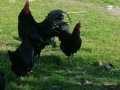 Orjinal Alman uzun kuyruk Black blue australorp civciv