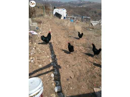Safkan australorp kuluçkalık yumurta