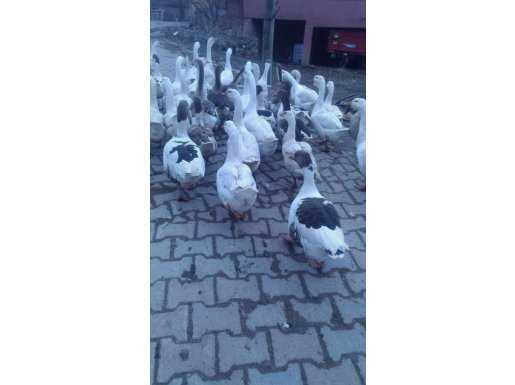 Kaz ve yumurta bulunur 