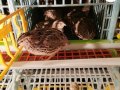 Japon Kuluçkalık Bıldırcın Yumurtası (24 Adet) 