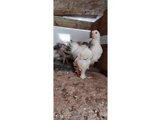Brahma 3 4 aylık kampanya 