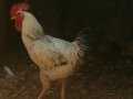 BRAHMA KIRMASI HOROZ...... ACİL SATILIK