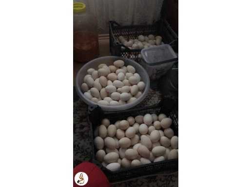 Linda rus kazı civcivi ve yumurtası