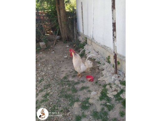 Korumacı bir horoz