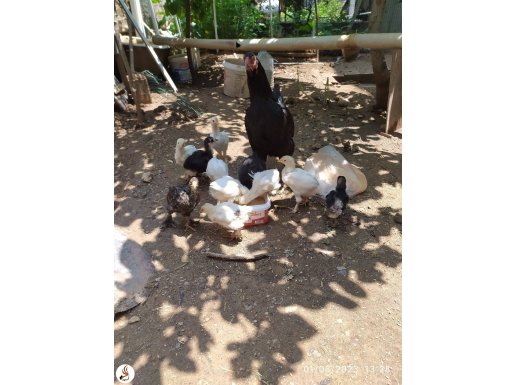Siyah Hint tavukğu 11 adet paçalı civciv birlikte verilecek