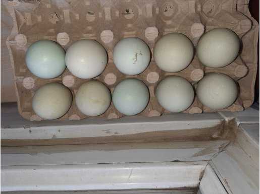 Günlük mavi yeşil yumurta