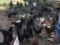 Serbest gezen köy tavukları