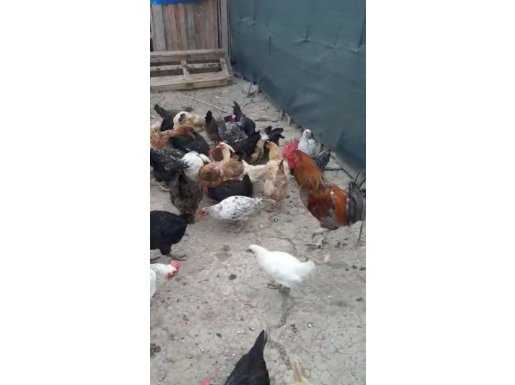 28 adet tavuk, 31 adet ferik, 1 adet horoz