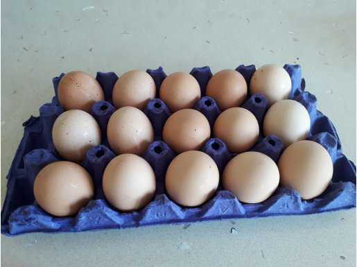200 adet Organik yumurta