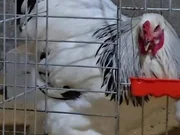 Brahma horoz