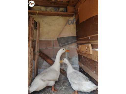 1.5 yaşından büyük 2 tane Pekin ördeği. Yumurta veriyor.