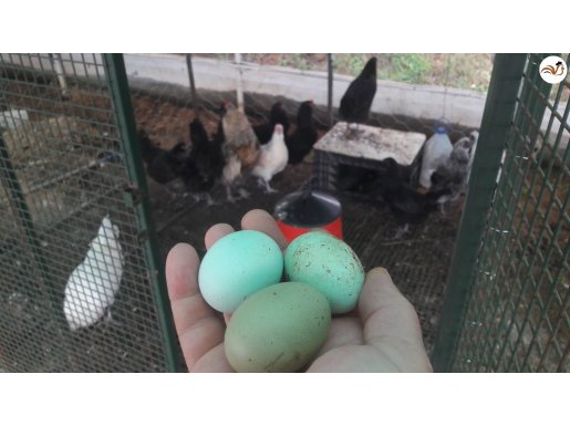 Ameraucana Araucana Mavi Yeşil Yumurtacı Genç Damızlık TAVUK