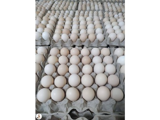 Roos 308 beyaz kuluçkalık yumurta