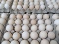 Roos 308 beyaz kuluçkalık yumurta