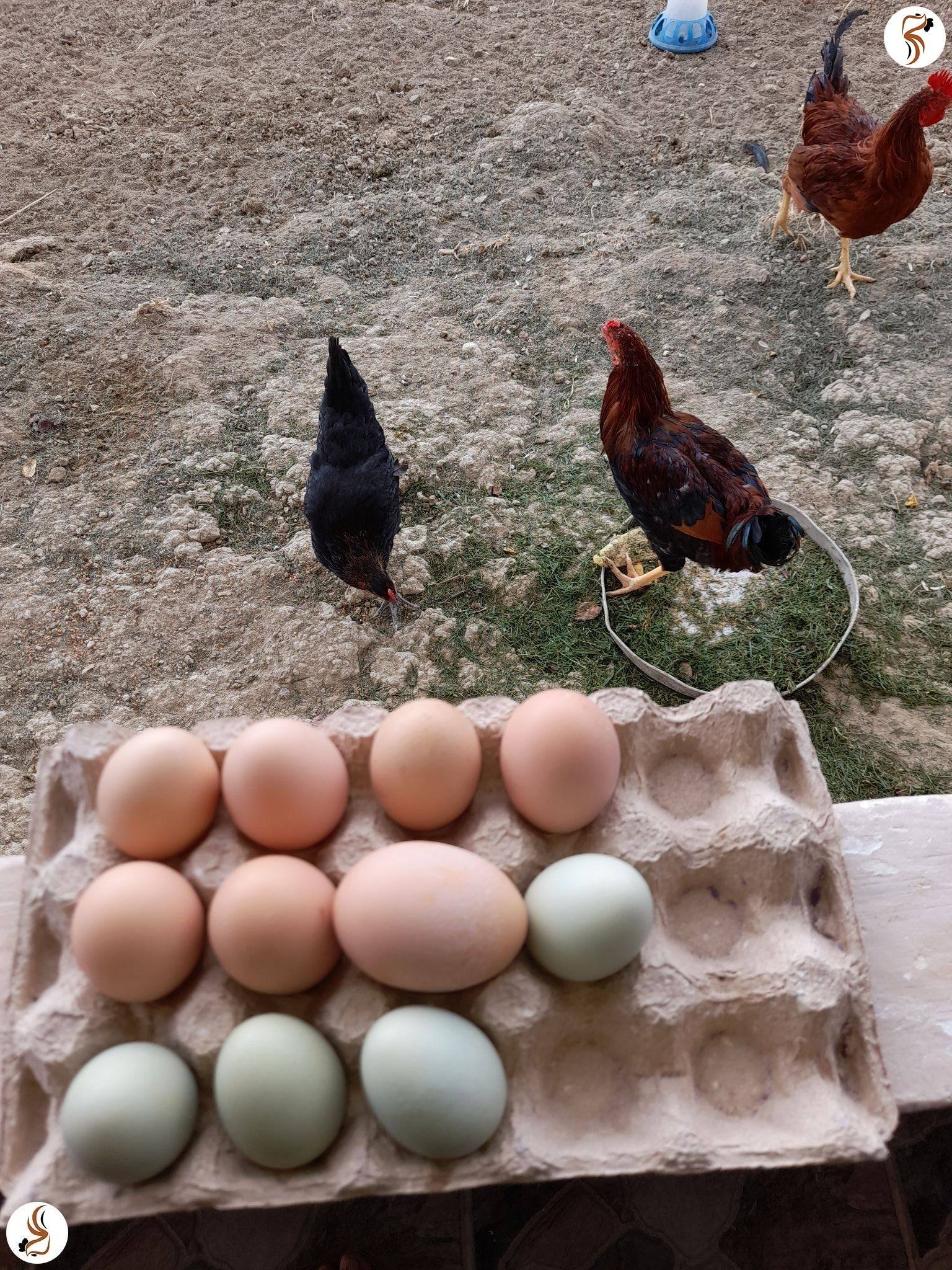 Satilik Canli Horoz Fiyatlari Satilik Canli Horoz Fiyatlari