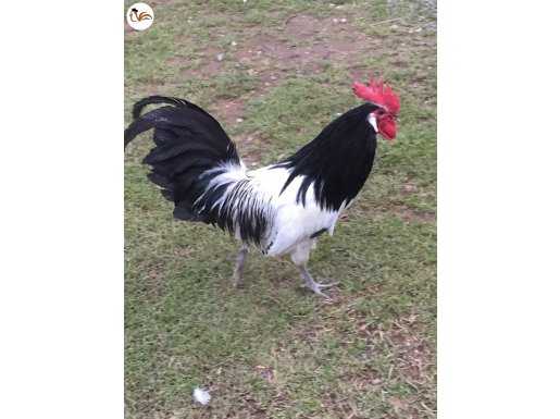 KULUÇKALIK LAKENVELDER YUMURTA