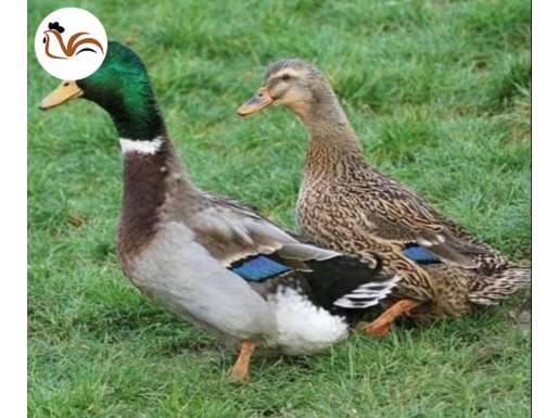  ördek  Yumurtaları