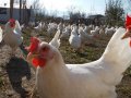 Tinted cinsi 8 aylık 200 adet tavuk