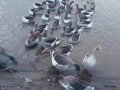 50 adet satılık kaz