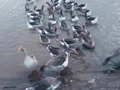 Satılık kaz 50 adet