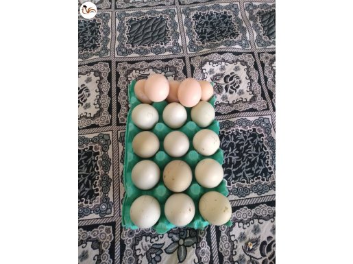 acil satılık 12yeşil yumurta+5 ispenç yumurtası