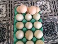 acil satılık 12yeşil yumurta+5 ispenç yumurtası