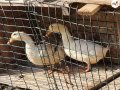 Yumurtlayan bir dişi ve bir erkek pekin ördeği 9 aylık satlk