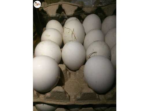 Kaz yumurtası