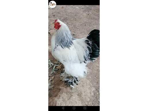 ORJİNAL LAYT BRAHMAN 