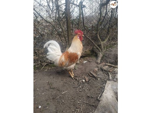 Kümesden horoz adaklik yada bakilmalik